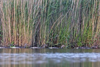 Greylag Goose (Anser anser), adult bird with juveniles, watchful animals, Peene Valley River