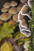 Turkey tail, Many Zoned Polypore, Turkeytail bracket fungus (Trametes versicolor) (Coriolus