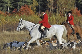 Hunters on horseback with pack of hounds during drag hunting, Belgium, Europe