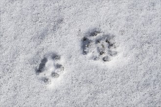 Close-up of footprints showing paw pads from stoat, short-tailed weasel (Mustela erminea), ermine