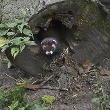 European polecat (Mustela putorius) pulling in dry bedding material such as grass and dead leaves