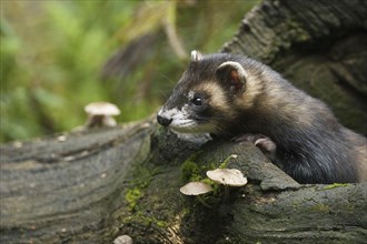 Polecat (Mustela putorius) on tree trunk in forest, Germany, Europe