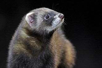 European polecat (Mustela putorius) close up