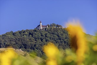 Teck Castle, Swabian Alb, sunflowers (Helianthus annuus), Owen, Baden-Württemberg, Germany, Europe