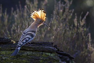 Hoopoe (Upupa epops) with food for the young birds, backlit, heathland, adult bird, Bird of the