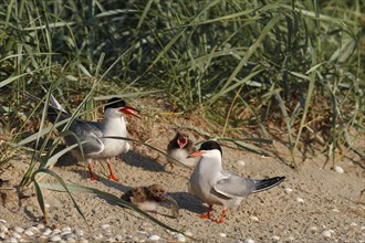 Common Tern (Sterna hirundo), feeding a juvenile, adult bird giving fish to a juvenile, Lower Saxon