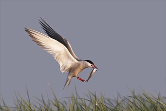 Common Tern (Sterna hirundo), in flight with fish in its beak, Lower Saxon Wadden Sea National