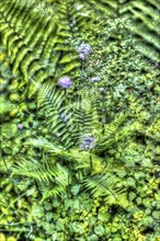 Oil painting, shield fern (Polystichum), flowers creative, different plants mixed, artistic shot,