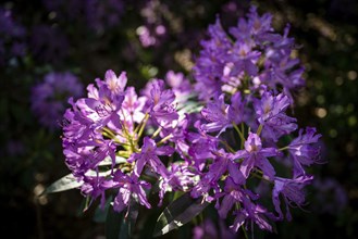 Rhododendron flowers (Rhododendron Homer), Royal Botanic Gardens, Kew, London, England, Great