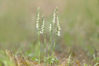 Autumn lady's-tresses (Spiranthes spiralis), flowering plant group, Hesse, Germany, Europe