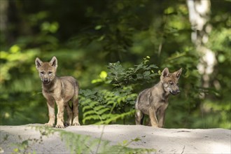 European gray wolf (Canis lupus) alert pups, Germany, Europe