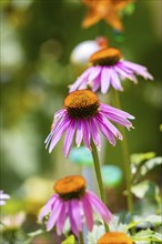 Coneflower (Echinacea), purple, flowers in the garden, Ternitz, Lower Austria, Austria, Europe