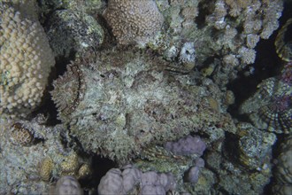 Reef stonefish (Synanceia verrucosa) from above, Shaab Mahmoud dive site, Sinai, Egypt, Red Sea,