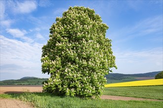 Horse-chestnut (Aesculus hippocastanum) flowering, Thuringia, Germany, Europe