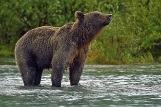 Brown bear (Ursus arctos) stands in the water and lifts its nose sniffing the air, Lake Clarke