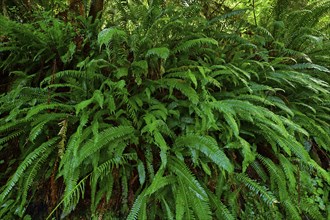 Giant ferns in temperate rainforest, Vancouver Island, British Columbia, Canada, North America