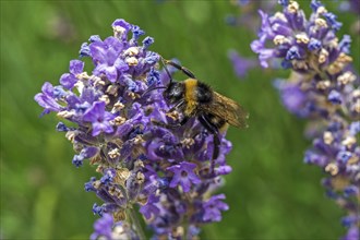 Bumblebees (Bombus) sitting on lavender (Lavandula angustifolia) flower, Baden-Württemberg,