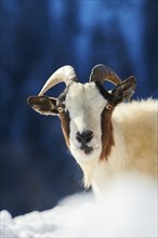 Domestic goat (Capra hircus) portrait, snow, winter in tirol, Kitzbühel, Wildpark Aurach, Austria,