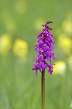 Man's orchid (Orchis mascula), inflorescence in a meadow with common cowslip (Primula veris),