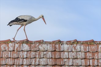 White stork (ciconia ciconia) walking on the roof of a house. Bas-Rhin, Collectivite europeenne