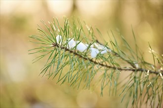 Scots pine (Pinus sylvestris) needles, branch, snow, detail, Upper Palatinate, Bavaria, Germany,