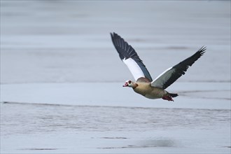 Egyptian goose (Alopochen aegyptiaca), flying, Bavaria, Germany Europe