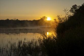 Morning atmosphere, sunrise, fog, floodplain forest, Lower Austria