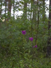 Close-up, common foxglove (Digitalis purpurea), Neustadt am Rübenberge, Germany, Europe