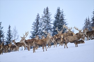 Red deer (Cervus elaphus) stags with pack on a snowy meadow in the mountains in tirol, standing,