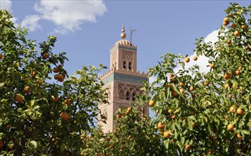 Morocco, Mosque El Mouassine, orange trees, in Marrakech, Africa