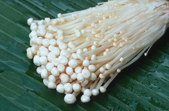 Enoki mushrooms, Golden needle mushroom (Flammulina velutipes)