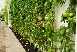 Greenhouse with Tomatoes (Solanum lycopersicum) West Dean Garden, West Sussex, England, Great