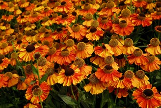 Sun Bride (Helenium hybrid)