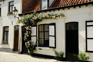 House with climbing roses, Flanders, Dam, West Flanders, Belgium, Europe