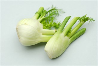 Florence Fennel (Foeniculum vulgare var. azoricum)