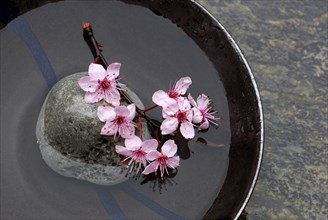 Cherry plum, flowers in shell (Prunus cerasifera, plum blossoms, blood plum