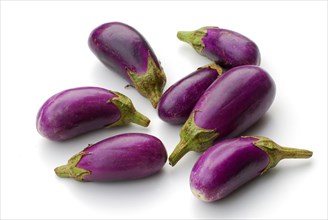 Egg plants (Solanum melongena)