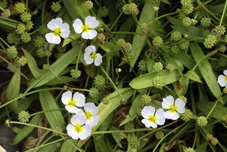 Small lesser water-plantain (Baldellia ranunculoides)