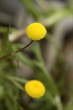 Golden Buttons (Cotula coronopifolia), Germany, Europe