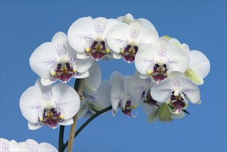 Orchid (Phalaenopsis), blossoms