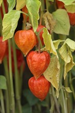 Japanese (Physalis alkekengi) Lanterns with fruits (Physalis franchetii), Chinese Lanterns