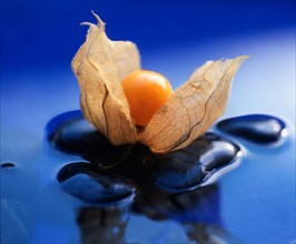 Physalis (Physalis peruviana) in water, Peruvian bubble cherry, Andean berry