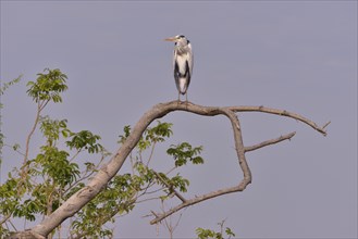 Grey Heron (Ardea cinerea), South Luangwa National Park, Zambia, Africa