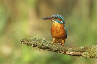 Common kingfisher (Alcedo atthis), female on mossy branch on perch, Wilden, North Rhine-Westphalia,