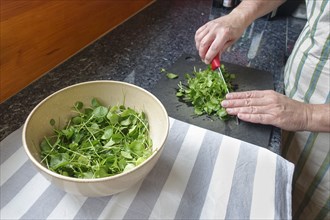 Watercress (Nasturtium officinale), fresh cress for the preparation of a cress soup, cutting board,