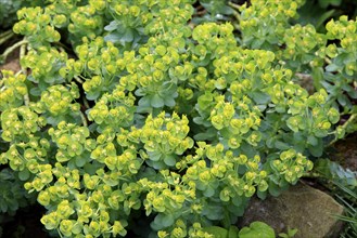 Creeping myrtle spurge (Euphorbia myrsinites), Donkey's tail, Myrtle spurge