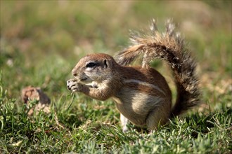 Cape ground squirrel (Xerus inauris), Mountain Zebra National Park, South Africa, Cape Bristle