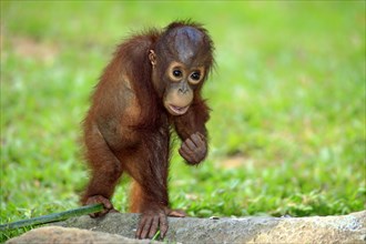 Orang-utan, young (Pongo pygmaeus)