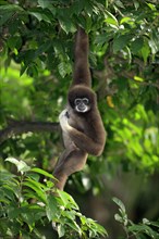 White-handed gibbon (Hylobates lar)