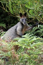 Swamp Wallaby (Wallabia bicolor), Wilson Promontory national park, Australia, Oceania